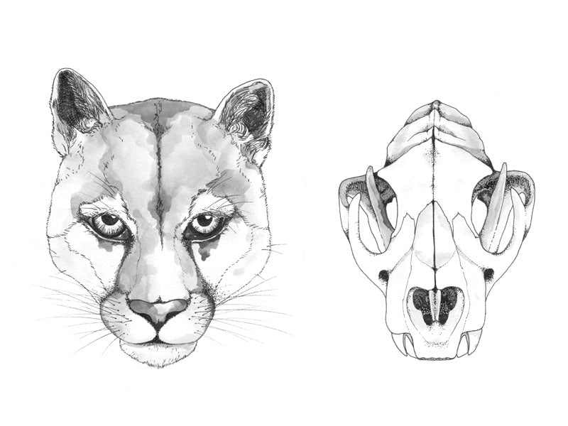 Cougar + skull ink drawing
