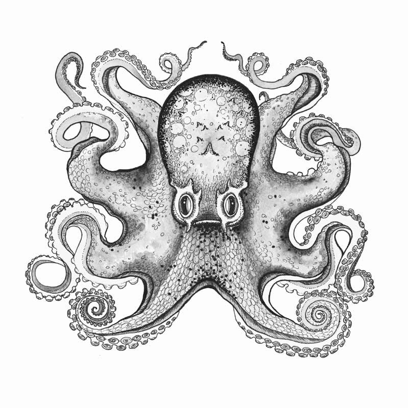 Octopus ink drawing
